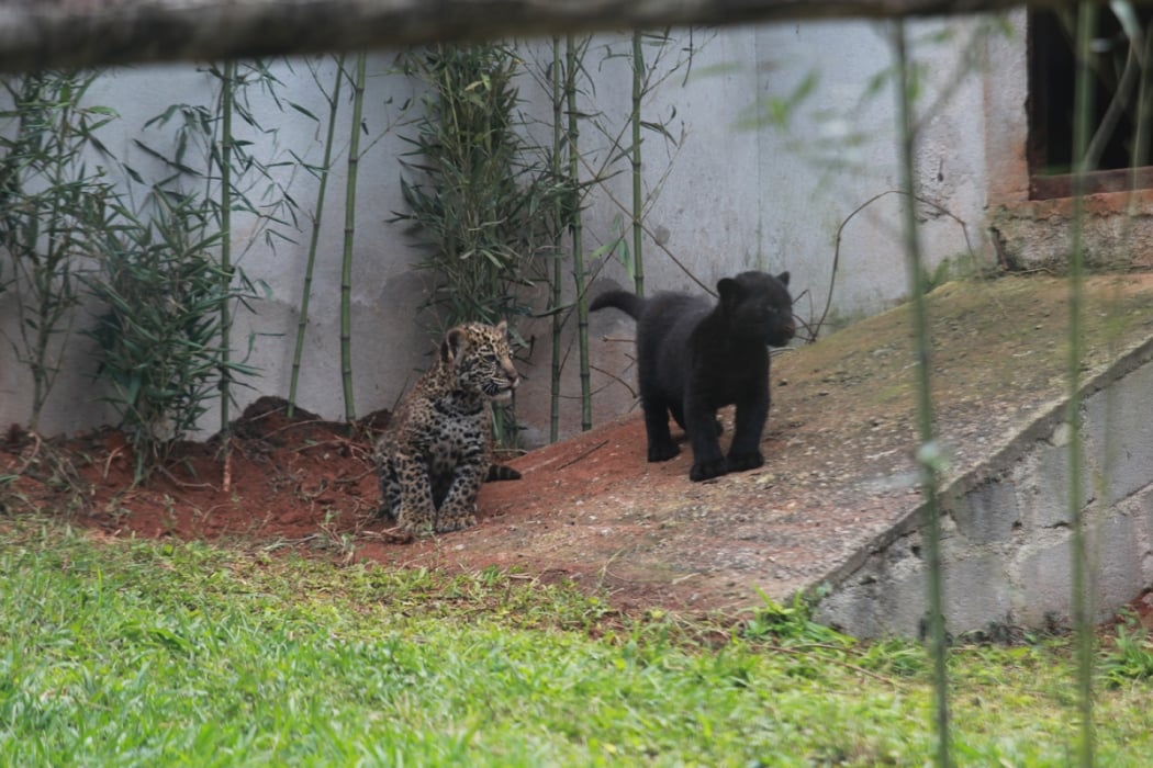 Onças Pintadas Nascem Em Cativeiro No Espírito Santo A Gazeta