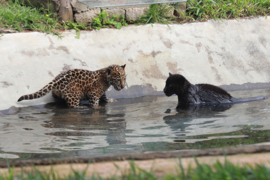 Onças Pintadas Nascem Em Cativeiro No Espírito Santo A Gazeta